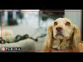 Purina in society our pets at work commitment