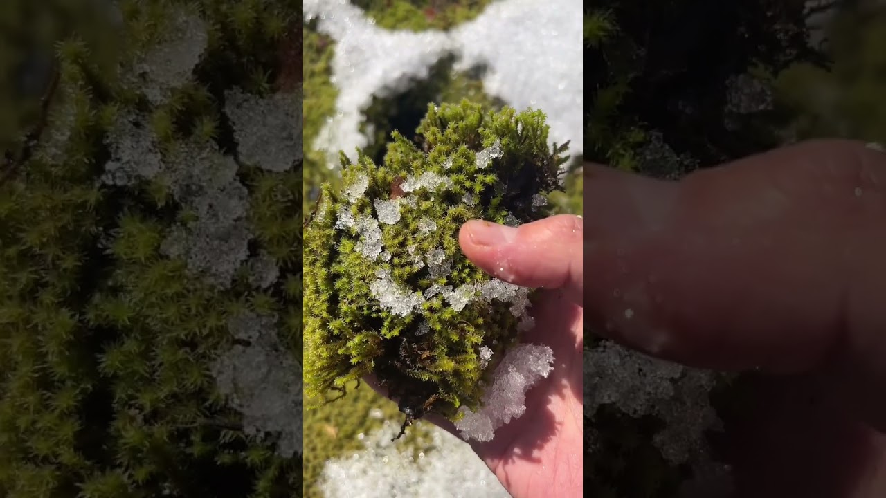winter moss garden 