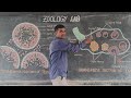 TS OF TESTIS/OVARIES BY..Gopal Reddy ZOOLOGY LAB