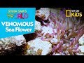 Sea Anemones: Facts and Features
