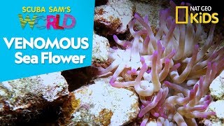 Venomous Sea Flower | Scuba Sam's World