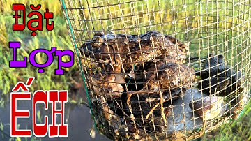 Mưu Sinh Với Nghề Đặt Lợp Ếch | Bẫy Ếch Đồng Vào Mùa Mưa | frog trap | Học vlog