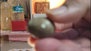 How to Check the Fertility of Ornamental Quail Eggs
