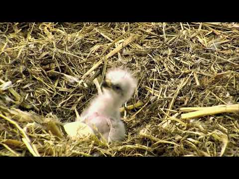 DECORAH EAGLES 🐥 IS THIS THE MOST ADORABLE EAGLET EVER ◕ JUST HOURS OLD ◕ NORTH NEST