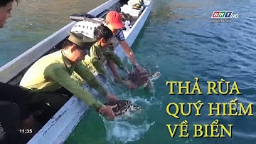 Vườn Quốc gia Côn Đảo thả 2 cá thể rùa quý hiếm về biển