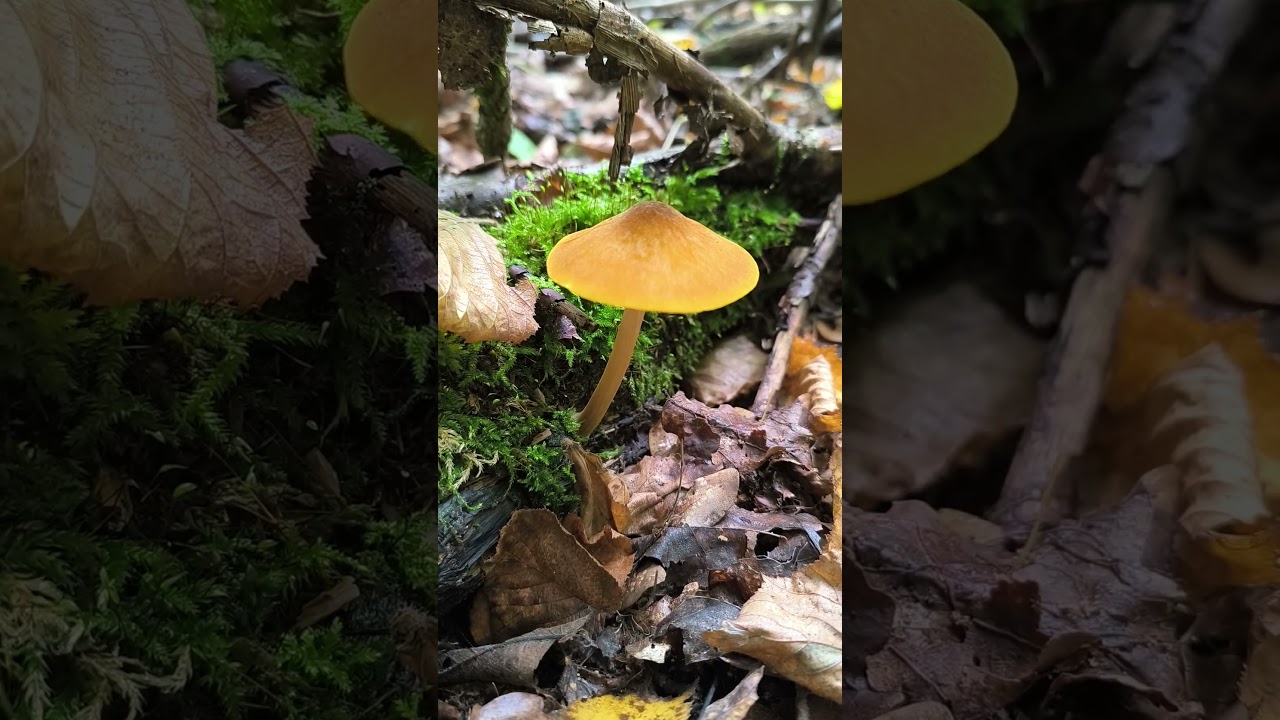 Плютей львино-жовтий (лат. Pluteus leoninus) — це гриб з золотисто-жовтою або медово-жовтою шапинкою