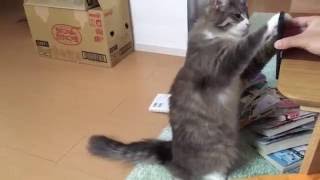 好きな曲を検証される猫ノルウェージャンフォレストキャットValidate your favorite music. Norwegian Forest Cat.