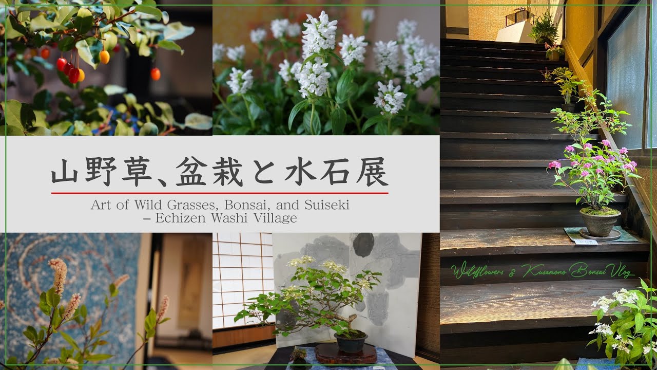 山野草、盆栽と水石展2025 越前和紙の里  