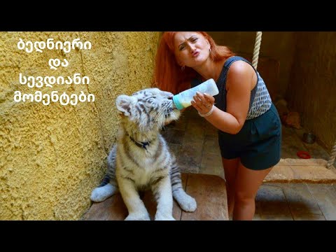 გული მომიკვდა