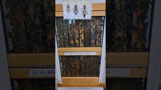 A Bee's Guide to Sweet Success #shorts #foryou #howto #beehive #honey #queen #museum