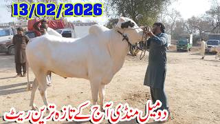 Today Domail Mandi Fatehjang Rate’s update13/Feb2026-Part05Sunny Video Fateh Jang Cow Mandi 2026