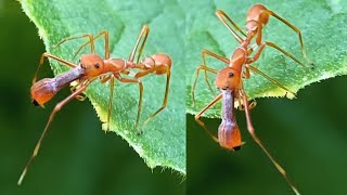 How Many Legs Does Weaver Ant Mimicking Jumper Have?😮 | Documentary 