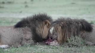 male lions Lolparpit and Olbarnoti