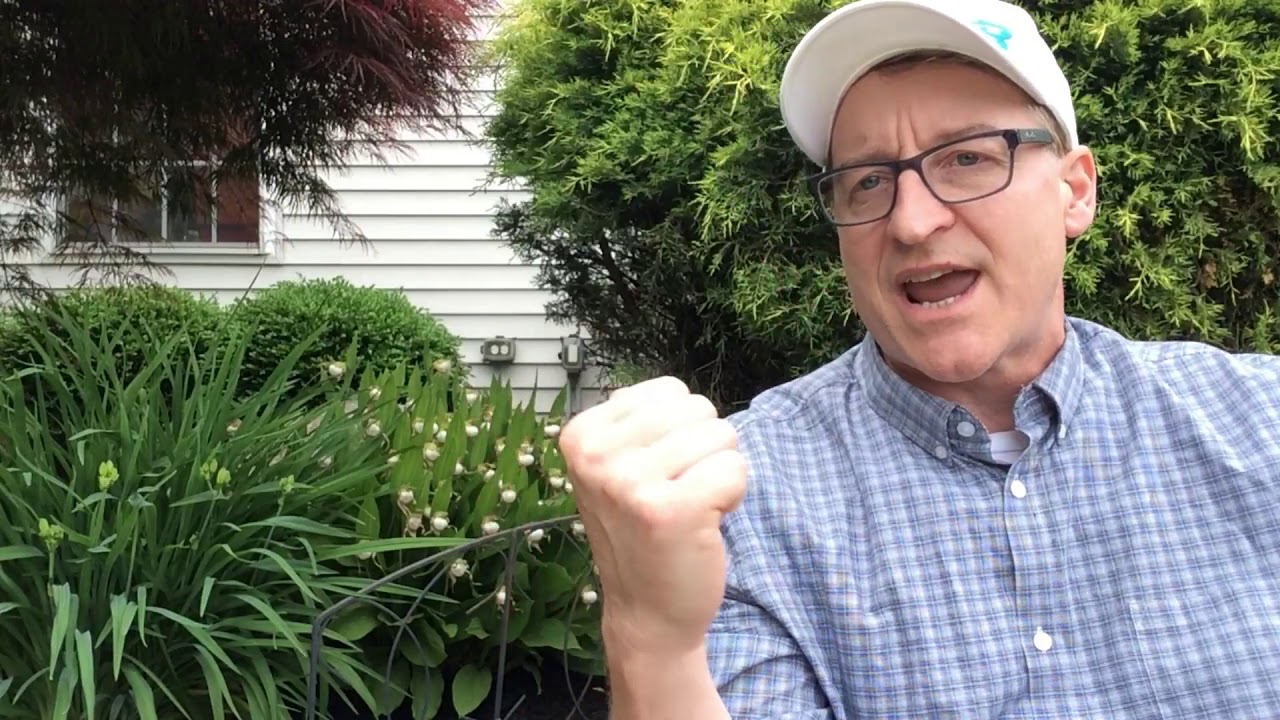 Cool Plants Ep1: AWESOME HARDY ORCHIDS.