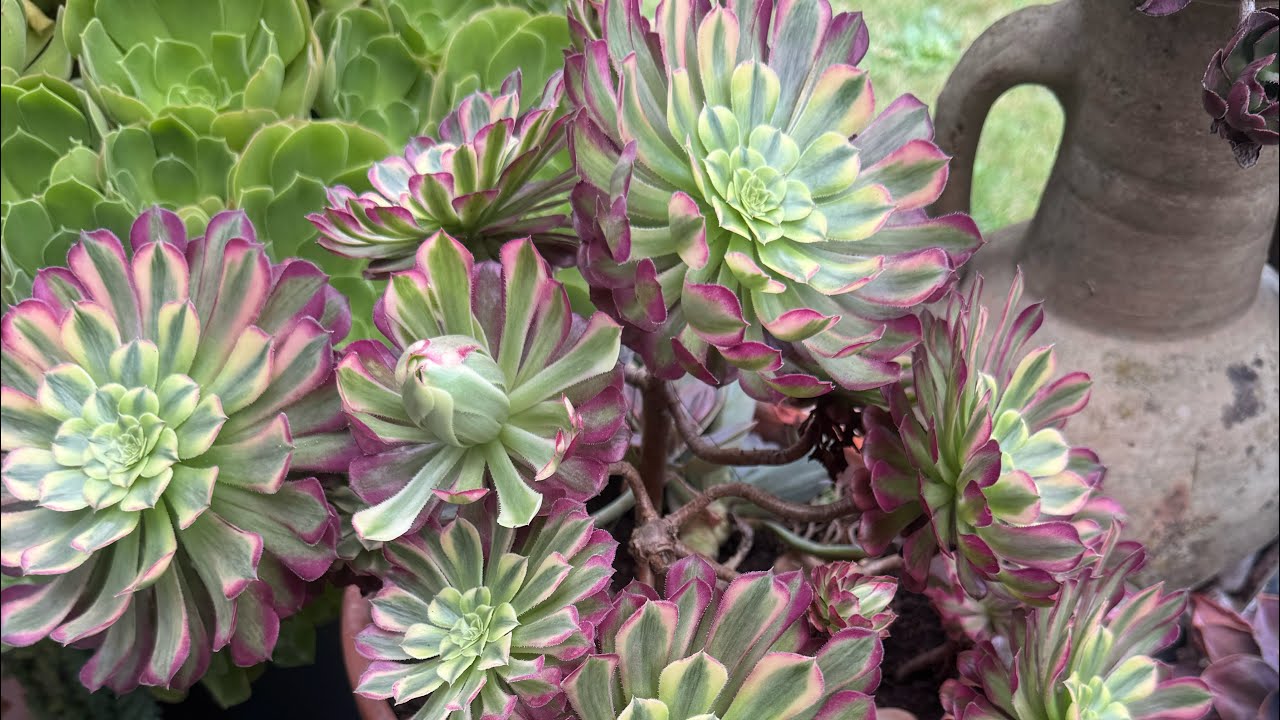 SUKULENTLERİMİZi ANAÇ HALE NASIL GETİRİRİZ #sukulentbakımı 