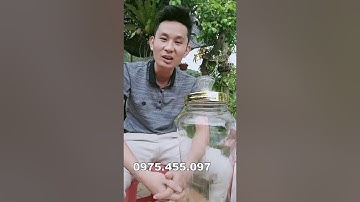 RƯỢU MÚ TỪN CÓ TÁC DỤNG RA SAO??