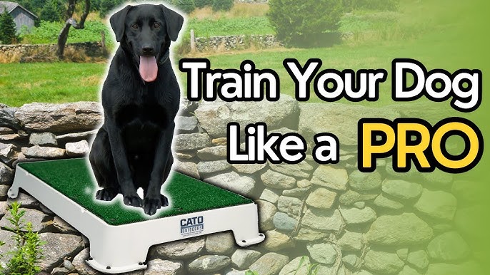 Cato Board Dog Training Platform – Blove Pet Needs