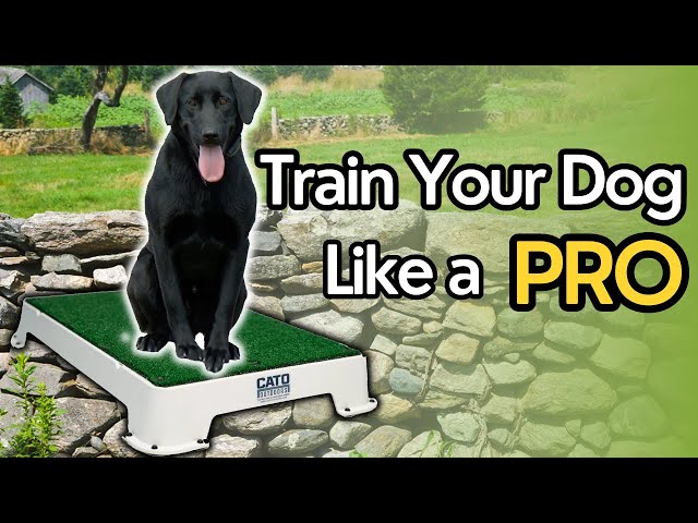 Place boards for training puppies and small dogs! 
