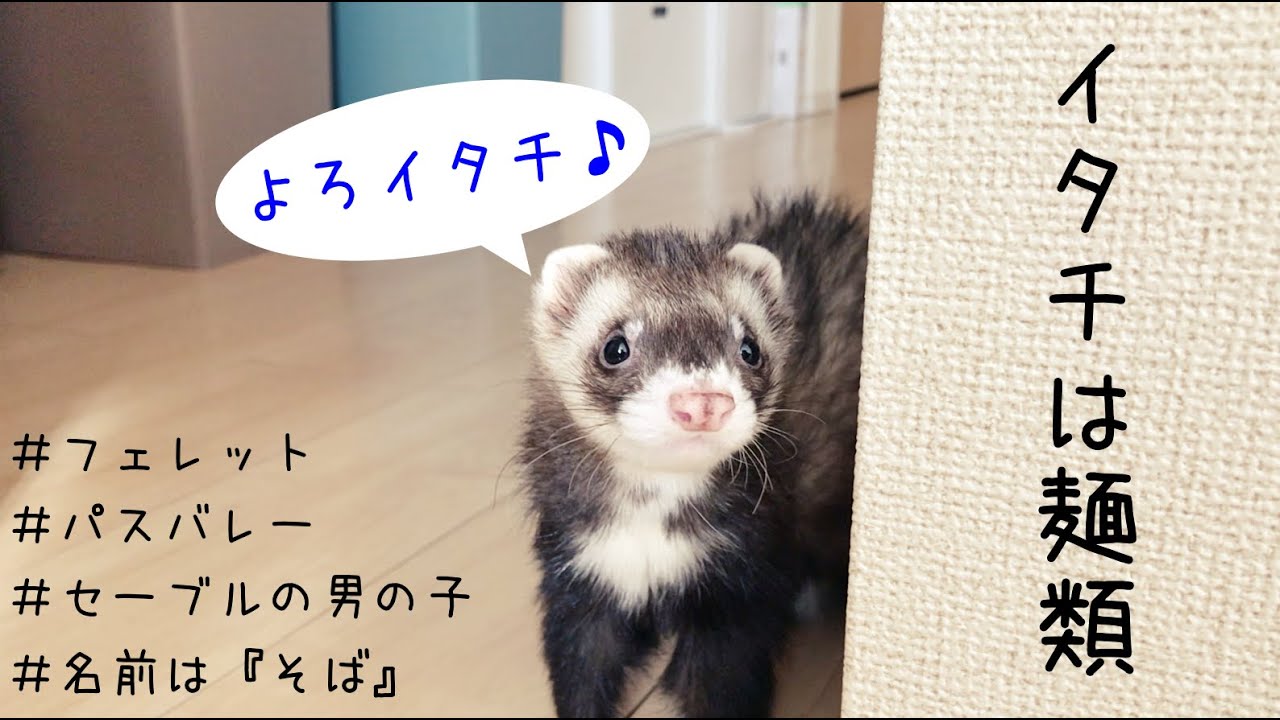イタチは麺類 プロローグ Youtube