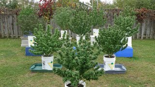 Outdoor Cannabis Plants | Grow Your Own Medicine 2020