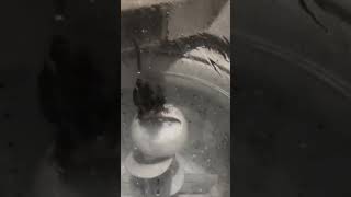 Mouse Sneaks into a Washing Machine and Washes Itself
