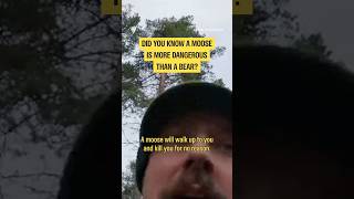 A moose is more dangerous than a bear? | Alone Australia