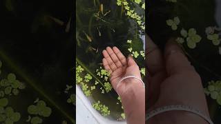Aquarium setup | fish tank #fish #exoticaquariumfish #aquarium