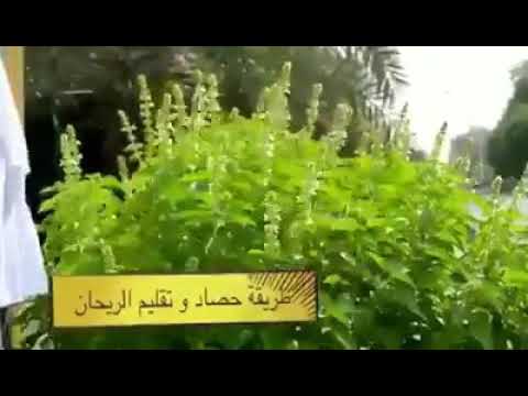 طريقة حصاد وتقليم الريحان