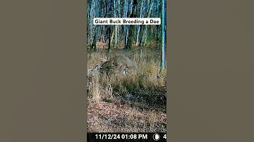 GIANT BUCK BREEDING DOE | RARE FOOTAGE | #deer #whitetail #bowhunting #rare #baby