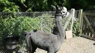 Premium Grey Alpacas for Sale - Discover Elegance and Quality by Alpaca Walking Hensting Alpacas 667 views 3 years ago 2 minutes, 30 seconds