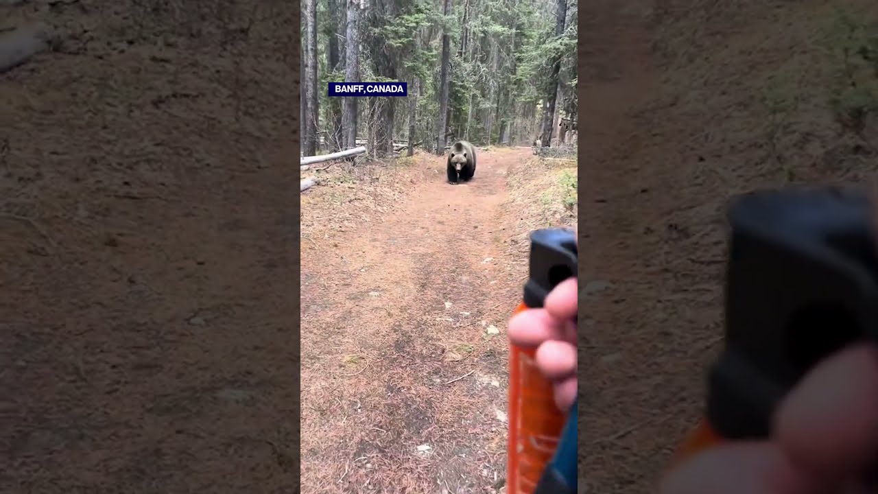 Grizzly Bear Follows Hiker On A Track In Banff Canada