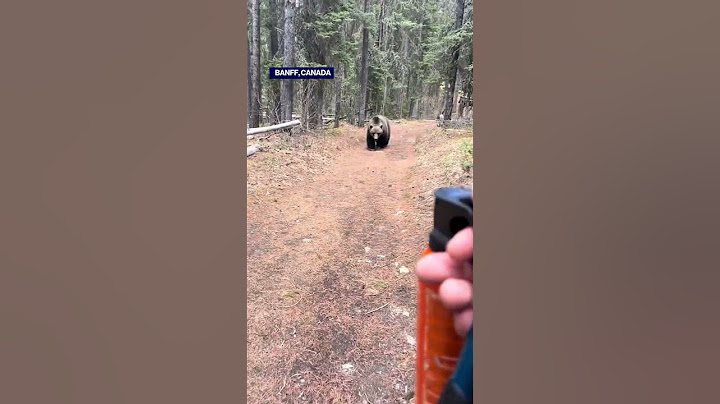 Grizzly bear follows hiker on a track in Banff, Canada