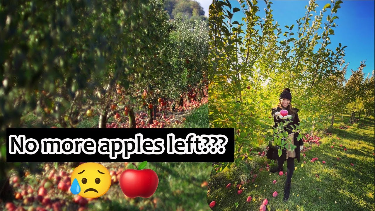 First time apple picking in America | Pumpkin Patch, Haunted House (Goebbert's Farm)
