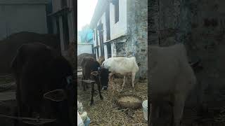 गो माता #gomata #youtubeshorts #animalshorts #animallove #viralvideo #uttarakhand #devbhumi