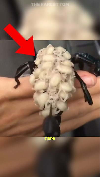 Why this SCORPION looks like THIS...