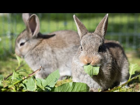 Wideo: Czy króliki mogą jeść szczypiorek?