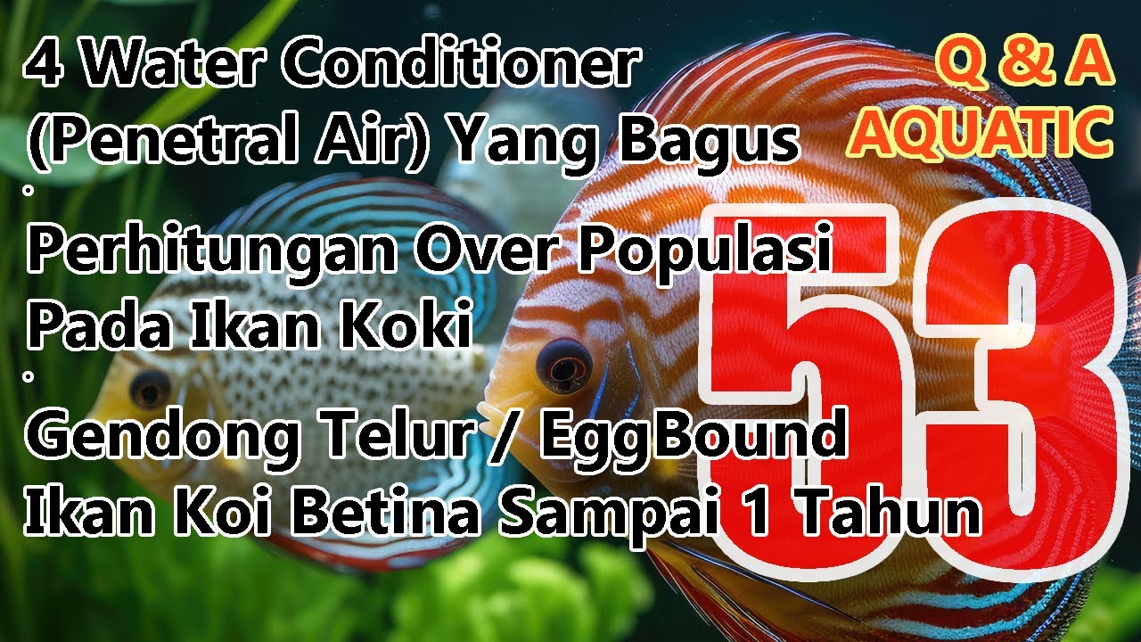 Produk Water Conditioner Bagus, Perhitungan Overpopulasi, Gendong Telur 1 Tahun