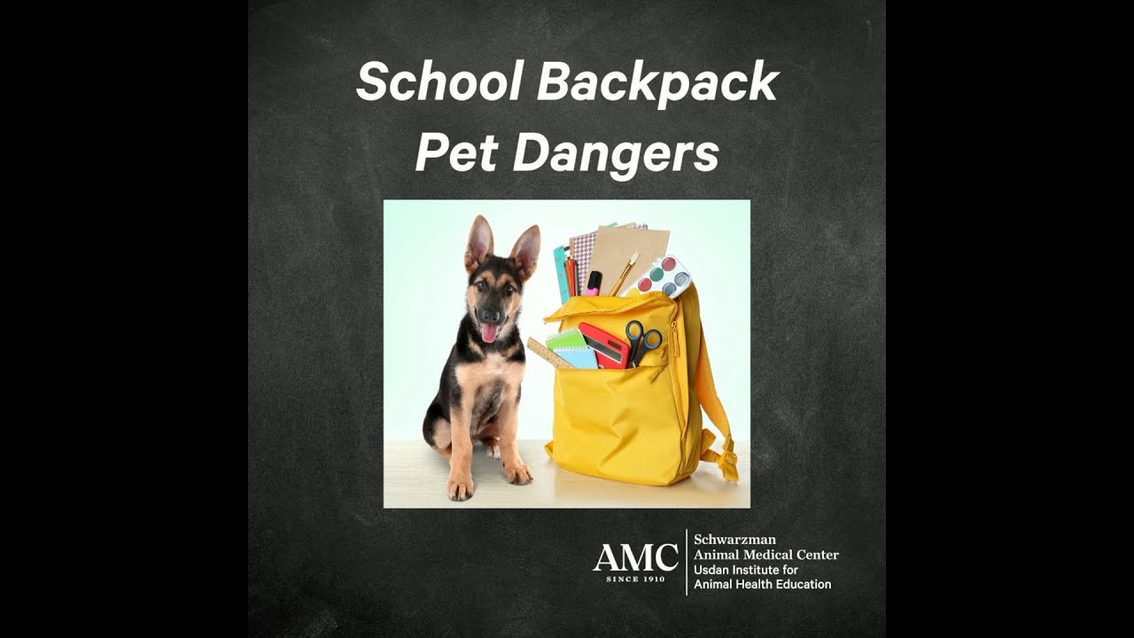 School Backpack Dangers for Pets YouTube