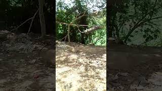 #lion #video #attack #violence #popular #comment #like #subscribe #share #trending #viral #jungle