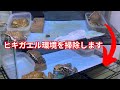 簡単 アズマヒキガエルの環境メンテナンス 簡単 アズマヒキガエルの環境メンテナンス