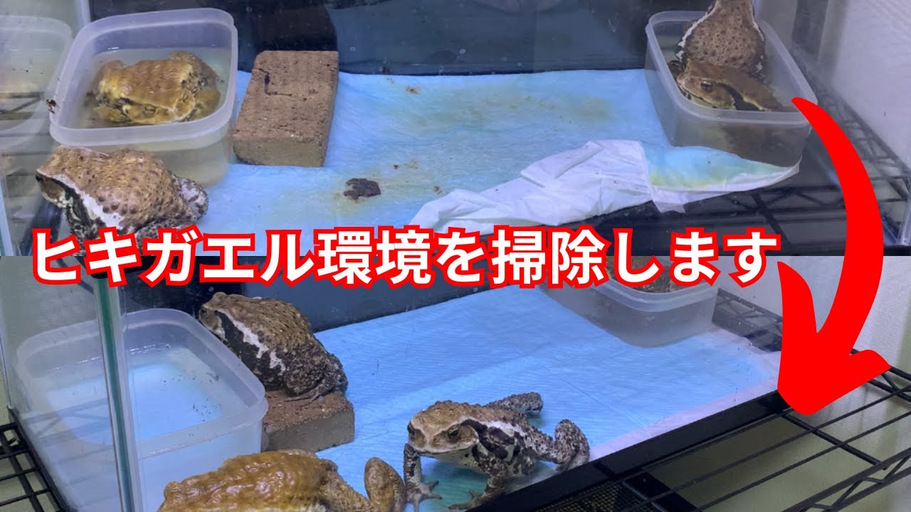 Easy] Cleaning and Maintenance for Japanese Toads - YouTube