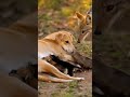 PURE DEVOTION: The Unstoppable Power of a Mother's Love! 🐾✨