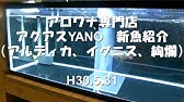 3日でphが下がる 原因究明と濾材変更 過背金龍 10水槽 アロワナ飼育 Arowana Youtube 3日でphが下がる 原因究明と濾材変更 過背金龍 10水槽 アロワナ飼育 Arowana Youtube
