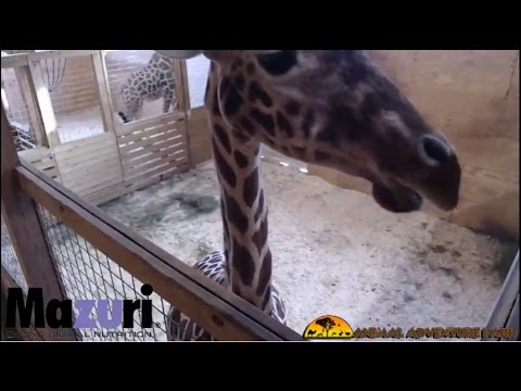 Animal Adventure Park Giraffe Cam - YouTube Animal Adventure Park Giraffe Cam - YouTube