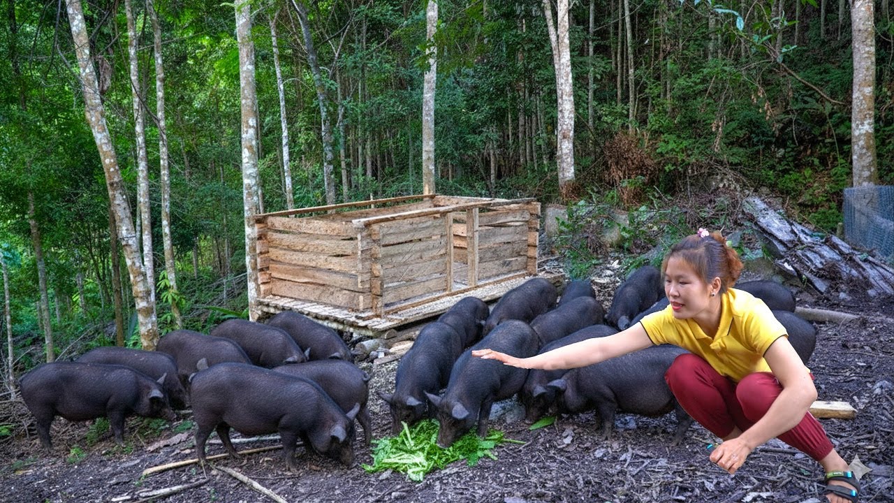 Building a two-compartment pig pen for the new herd of pigs - The first step in farm development