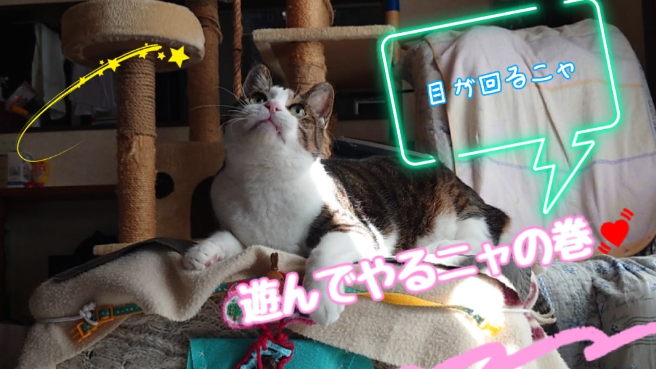遊んでやるニャの巻💖癒しますニャ😻疲れたニャと😸ニャらばお散歩猫タロが笑わせるニャ😹可愛く癒しますニャ😸ハニャ💦目が回るニャ💫おヒゲもフル回転 ...