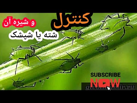روش کنترل شته و عسل شته ها چرا شته ها مضرترین آفت است عسل شپشک ها چگونه کنترل میشود