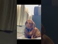 just for fun #dog #pets #dachshund #funny
