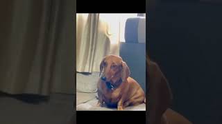 just for fun #dog #pets #dachshund #funny