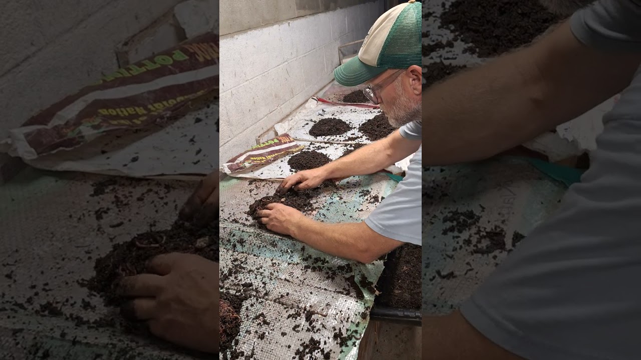 removing worms without sifting part 2